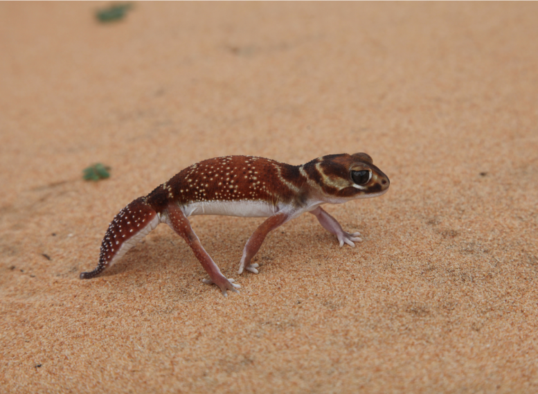 Knob Tailed Gecko - Faster And Better: How A Group Of Scaly, Legless Lizards Hit The Evolutionary Jackpot