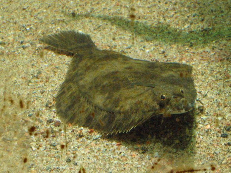 European Flounder - Climate Change Is Changing Fish Behavior. It Could Lead To Extinction