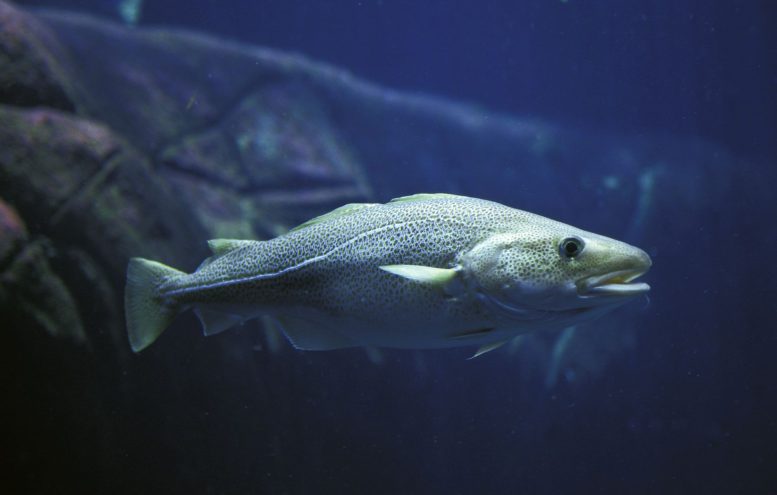 Atlantic Cod - Climate Change Is Changing Fish Behavior. It Could Lead To Extinction