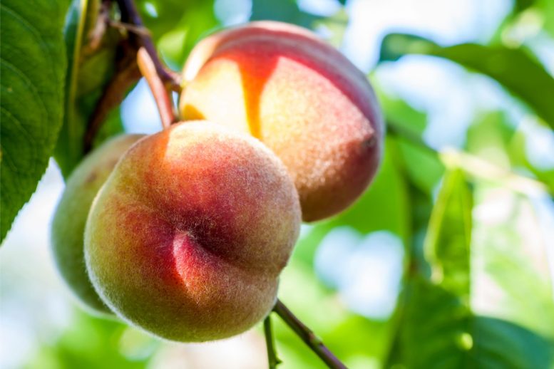 Peach Tree - Defying Gravity: Researchers Decipher Mysterious Growth Habit Of Weeping Peach Trees