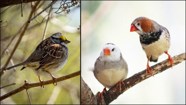 White Throated Sparrow and Zebra Finch - The Unexpected Key To Safe Gene Therapy: Bird Junk DNA