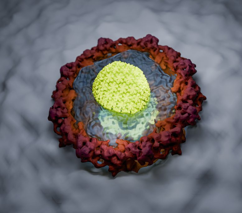 Illustration HIV Capsid - The Invisible Assault: New Research Reveals How HIV Outsmarts Cellular Security