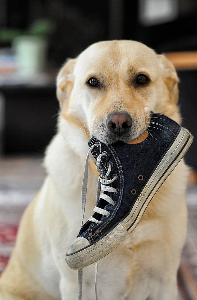 lab holding sneaker inside mouth - Labrador Retrievers Have A Gene That Makes Them Hungry All The Time (and Fat)