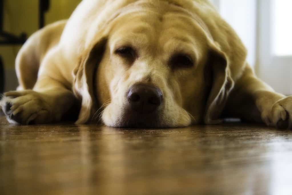 Labrador Retrievers Have A Gene That Makes Them Hungry All The Time (and Fat)