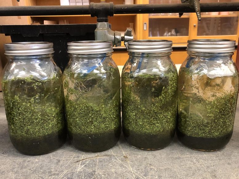 Jars With Carolina azolla - A Vital Food Source After A Catastrophe – Overlooked Plant Could Help Reduce Food Insecurity