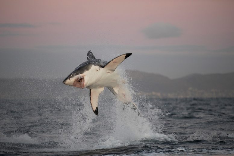 Great White Shark Breaching in False Bay, South Africa - Marine Mystery: Why Are Great White Sharks Disappearing In South Africa?