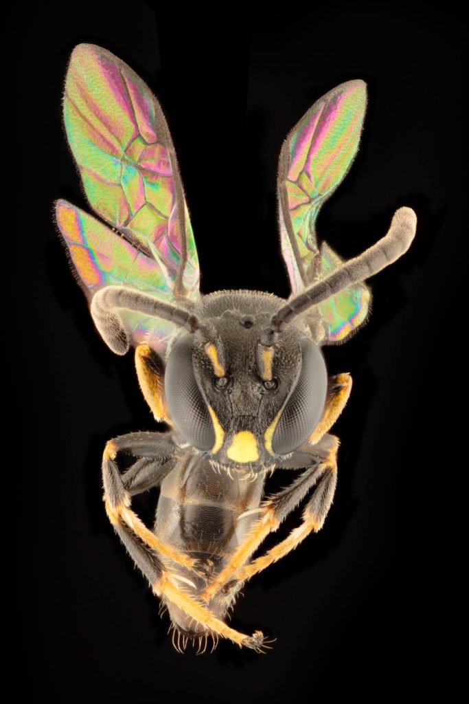 Hylaeus derectus - Bee Expedition Rewrites History: 8 New Species Found In Pacific Canopies