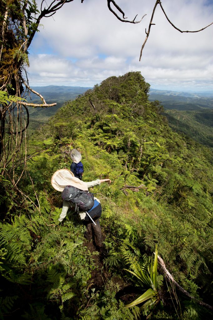 Mount Tomanivi - Bee Expedition Rewrites History: 8 New Species Found In Pacific Canopies