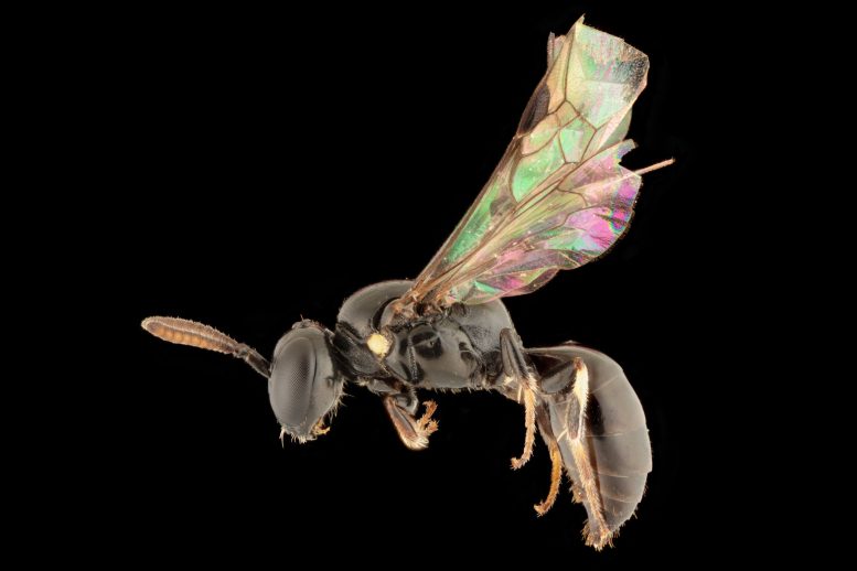 Hylaeus navai - Bee Expedition Rewrites History: 8 New Species Found In Pacific Canopies