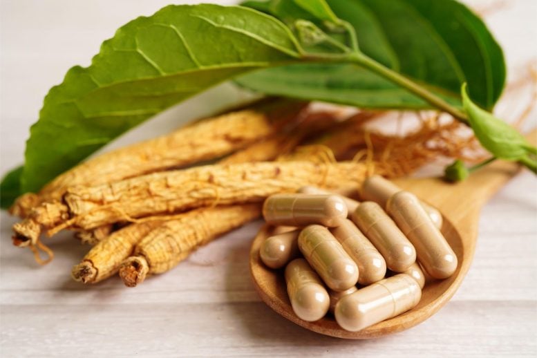 Dried Ginseng and Capsules - Improved Performance And Recovery – Scientists Discover New Exercise Benefits Of Ginseng