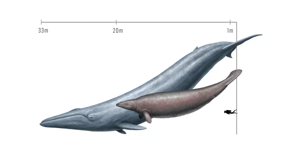 ize comparison of a modern blue whale (Balaenoptera musculus) and the extinct Perucetus colossus, known from a fossil discovered in Peru. - The Heaviest Animal Ever Should Have Never Existed, Scientists Say