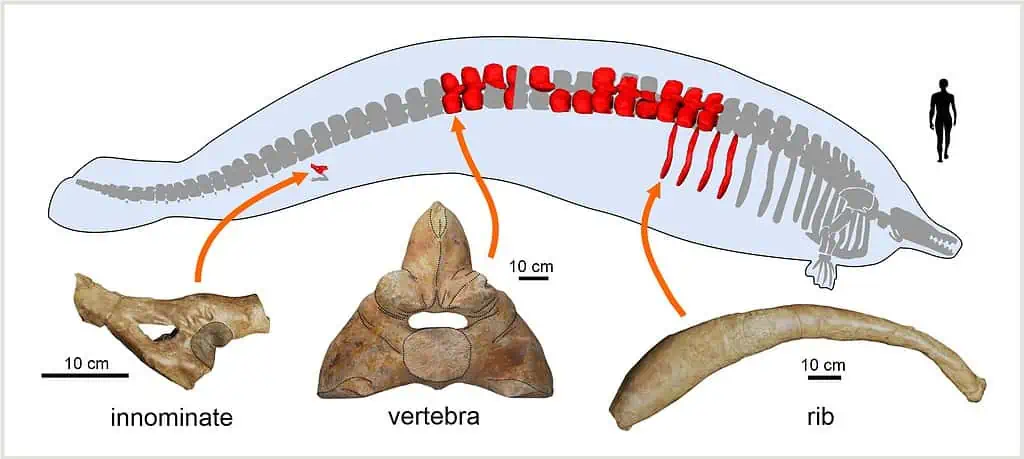Perecetus fossils - The Heaviest Animal Ever Should Have Never Existed, Scientists Say
