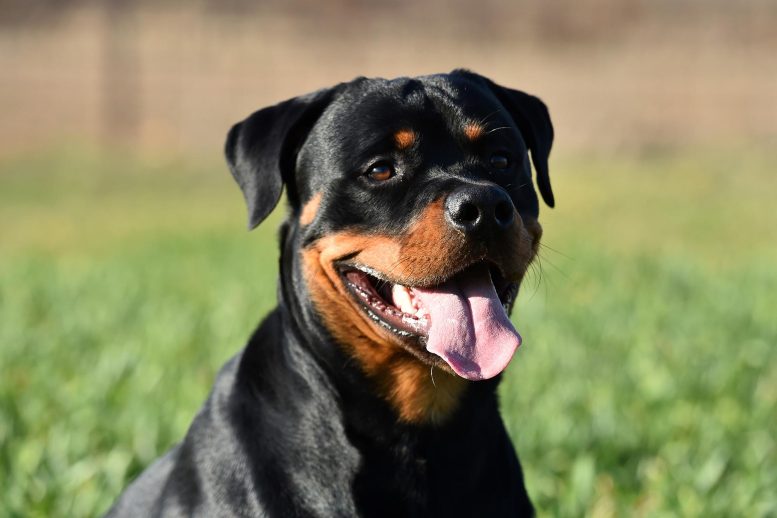 Rottweiler Dog - Redefining Canine Care: The Surprising Science Behind Neutering Rottweilers