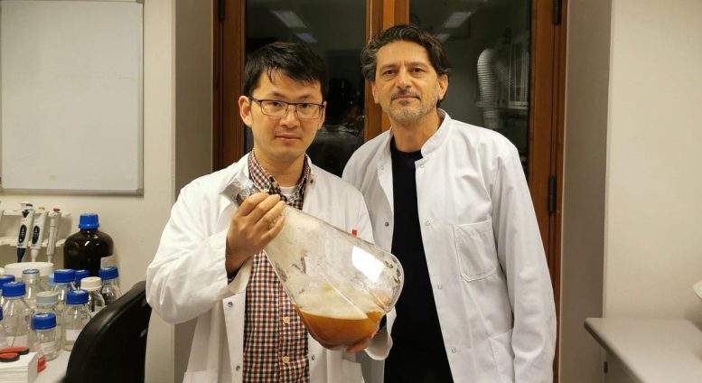 Yong Zhao and Sotirios Kampranis - Weight Loss Drug From Highly Toxic Plant Can Now Be Produced Simply And Sustainably