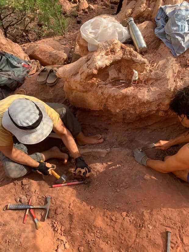 Researchers excavating the fossils - Amateur Paleontologist Finds Nearly Complete 70-million-year-old Massive Titanosaur While Walking His Dog