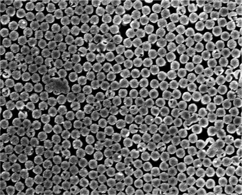 Scanning Electron Microscope Image of Silicon Nanopillars - Liquid Lightning: Nanotechnology Unlocks New Energy