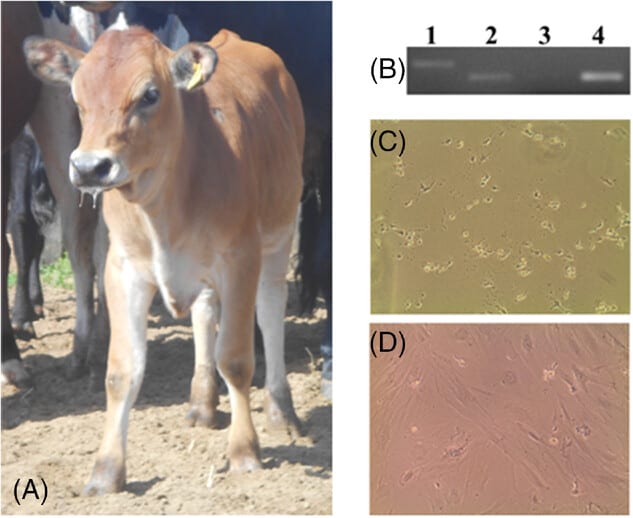 Photo of the transgenic calf. (B) PCR analysis of the transgene: 1- DNA ladder, 2- transgenic calf, 3- non-transgenic cow, 4- lentiviral vector constructed. (C) Nonmodified bovine fibroblasts at 5 days incubated with 8 μg mL−1 blasticidin. (D) Fibroblasts from the transgenic calf at 8 days incubated with 8 μg mL−1 blasticidin. - Genetically Modified Cow Makes Milk With Human Insulin