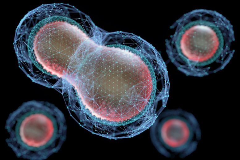 Cells Splitting Meiosis Biotechnology - Scientists Solve Century-Old Cell Division Mystery