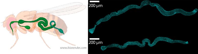 Gastrointestinal Tract of the Model Organism Fruit Fly - Unlocking The Secrets Of Aging: Researchers Reveal Key To Intestinal Balance