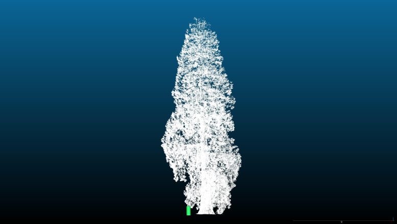 3D Laser Scan of a Giant Sequoia With a Green Block To Represent the Height of a Person - “Amazing” – Giant Sequoias Are Thriving In The UK