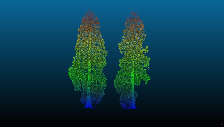 3D Laser Scan of Two Giant Sequoias - “Amazing” – Giant Sequoias Are Thriving In The UK