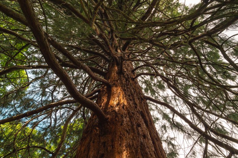Redwood Trees at Wakehurst Horsebridge Woods - “Amazing” – Giant Sequoias Are Thriving In The UK