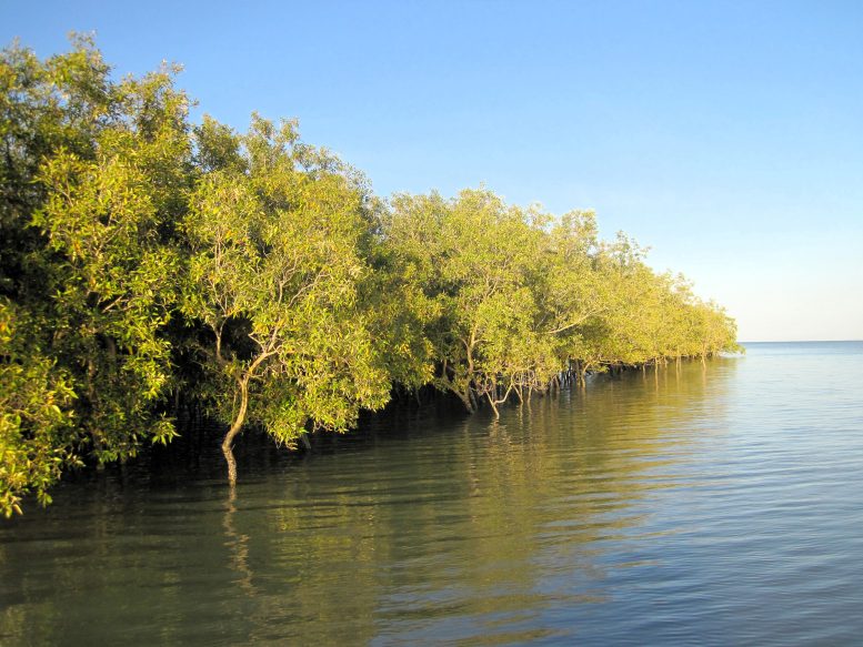 Mangrove Trees - New Study Reveals Mangroves And Saltmarshes Store Double The Carbon Previously Thought