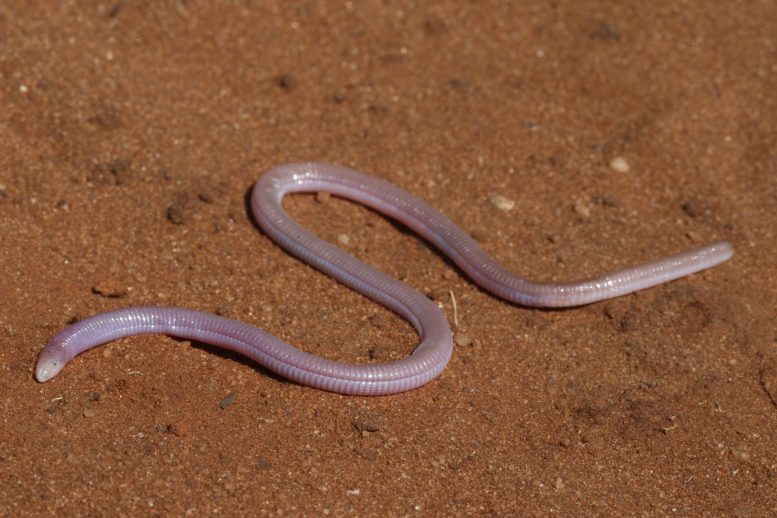 Zygaspis quadrifron - Not Science Fiction – This Bizarre Worm-Lizard Is Like The Dune Sandworm But Weirder