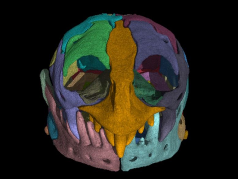 Separate Sections of the Skull of a Zygaspis quadrifron CT Scan - Not Science Fiction – This Bizarre Worm-Lizard Is Like The Dune Sandworm But Weirder