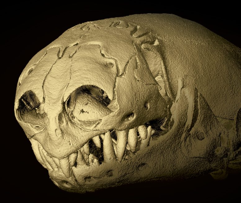Skull of a Zygaspis quadrifron - Not Science Fiction – This Bizarre Worm-Lizard Is Like The Dune Sandworm But Weirder