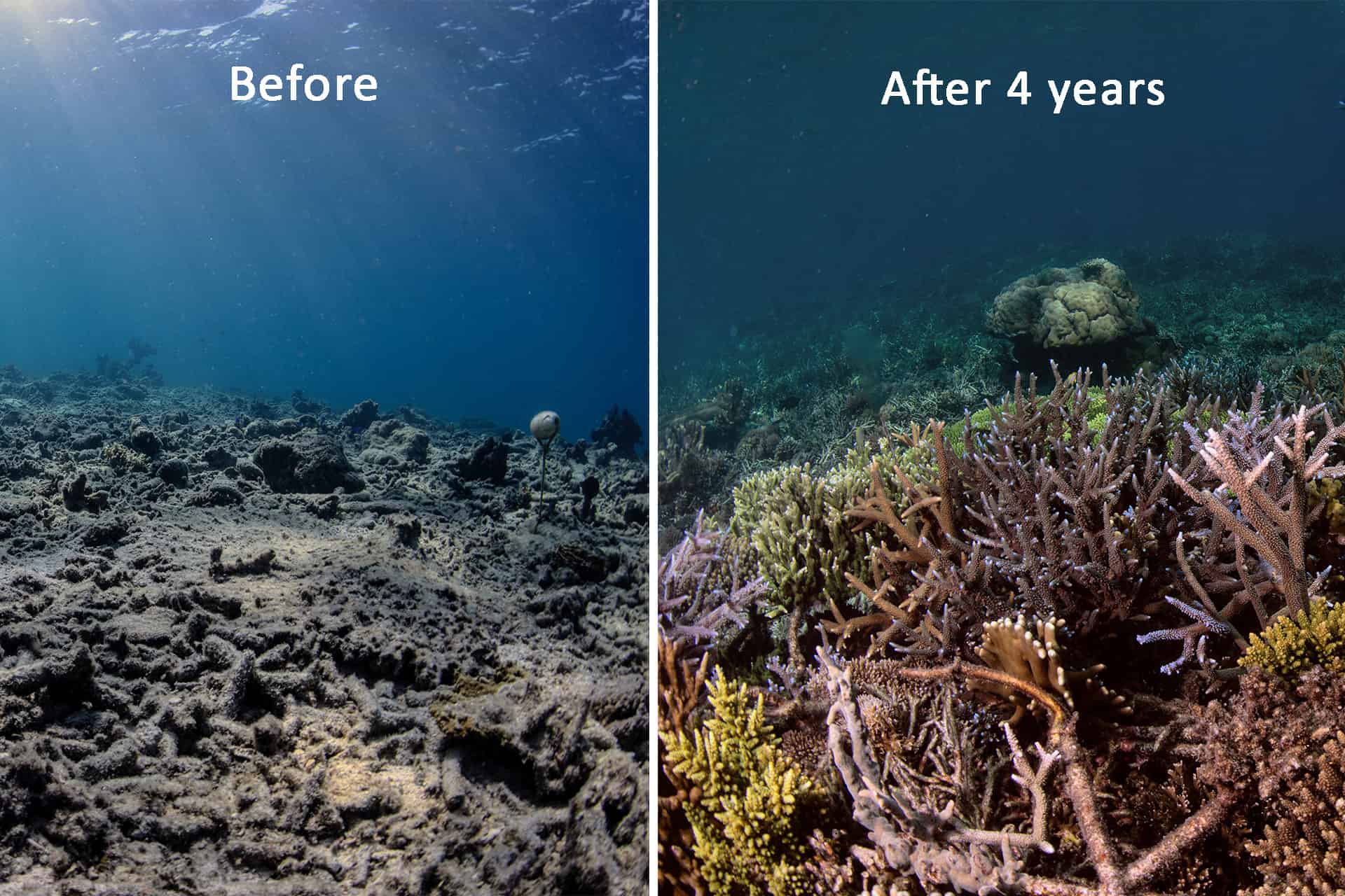 Photos revealing the result of the restoration program. - New Method Fully Recovers Coral Reefs Destroyed By Blast Fishing
