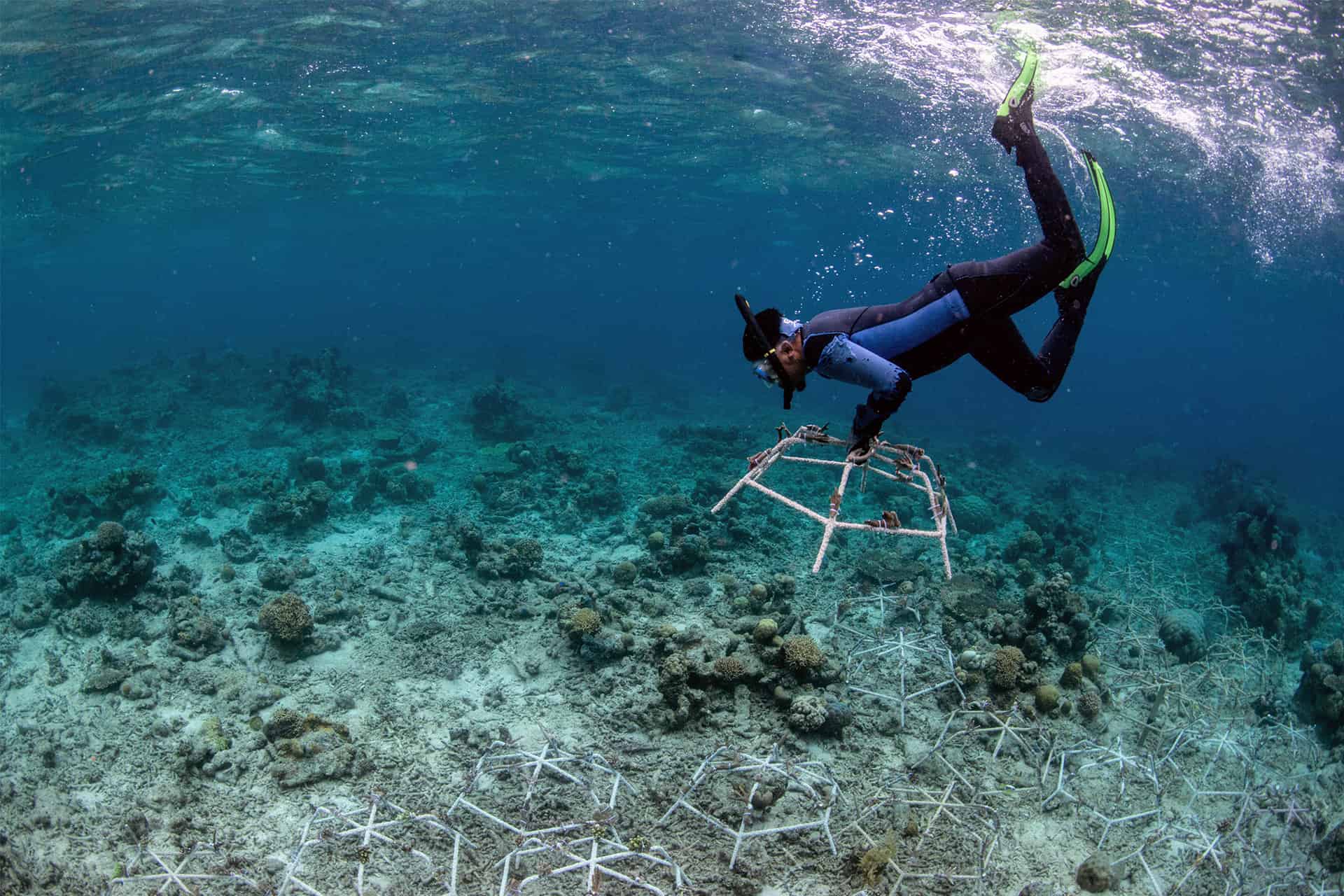 New Method Fully Recovers Coral Reefs Destroyed By Blast Fishing