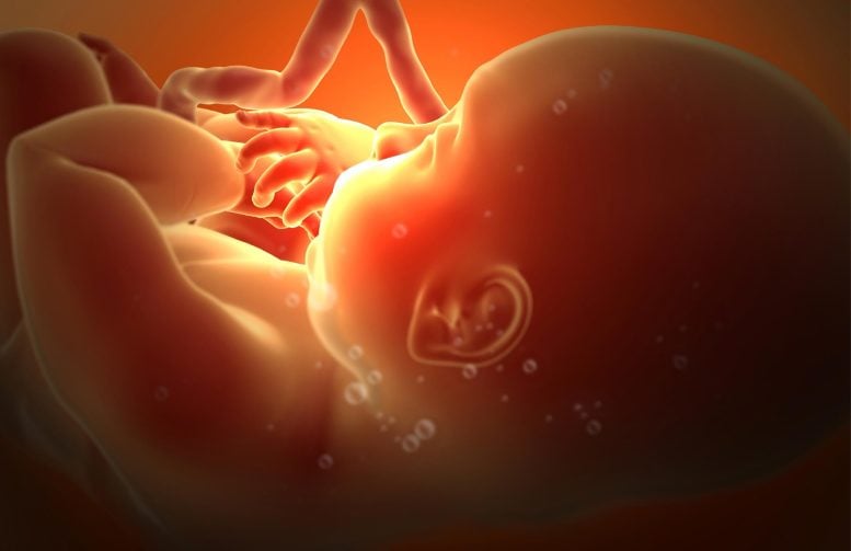 Fetus Third Trimester Pregnancy Human Development Illustration - Metformin Danger During Pregnancy: Impact On Offspring Brain Development