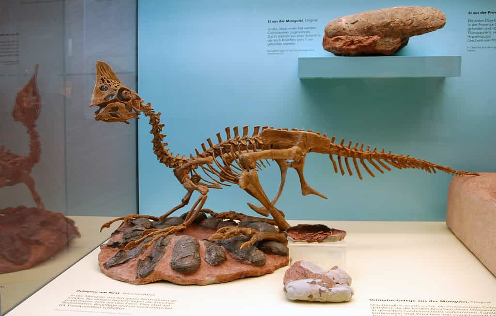 Museum reconstruction of Oviraptor with its nest - Oviraptor: “Egg Thief”