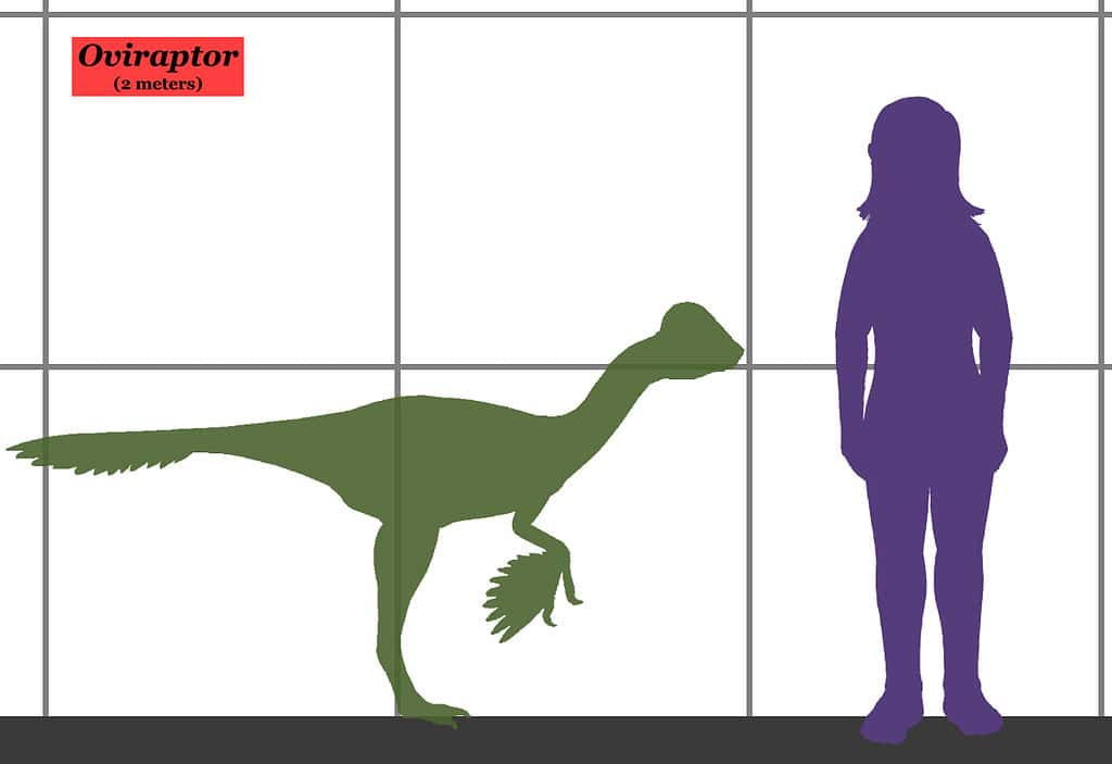 Oviraptor - human size comparison - Oviraptor: “Egg Thief”