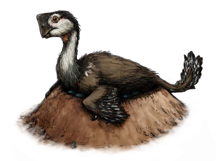 Artist - Oviraptor: “Egg Thief”'s depiction of an egg-brooding Oviraptor
