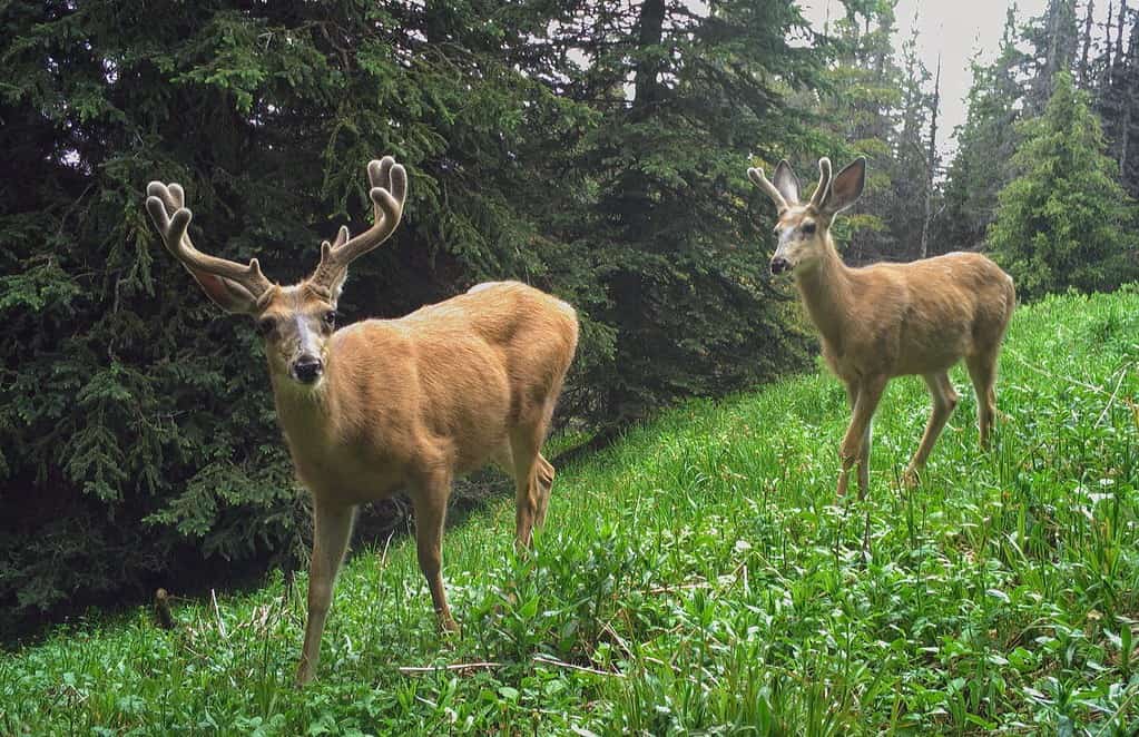deer cam - Wildlife In Lockdown: How Nature Really Reacted During The COVID-19 “Great Pause”