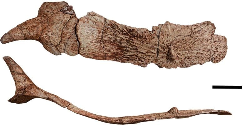 Garzapelta muelleri Osteoderms - Triassic Titans: New Crocodile Ancestor Discovered In Texas Reveals Secrets Of Armor Evolution