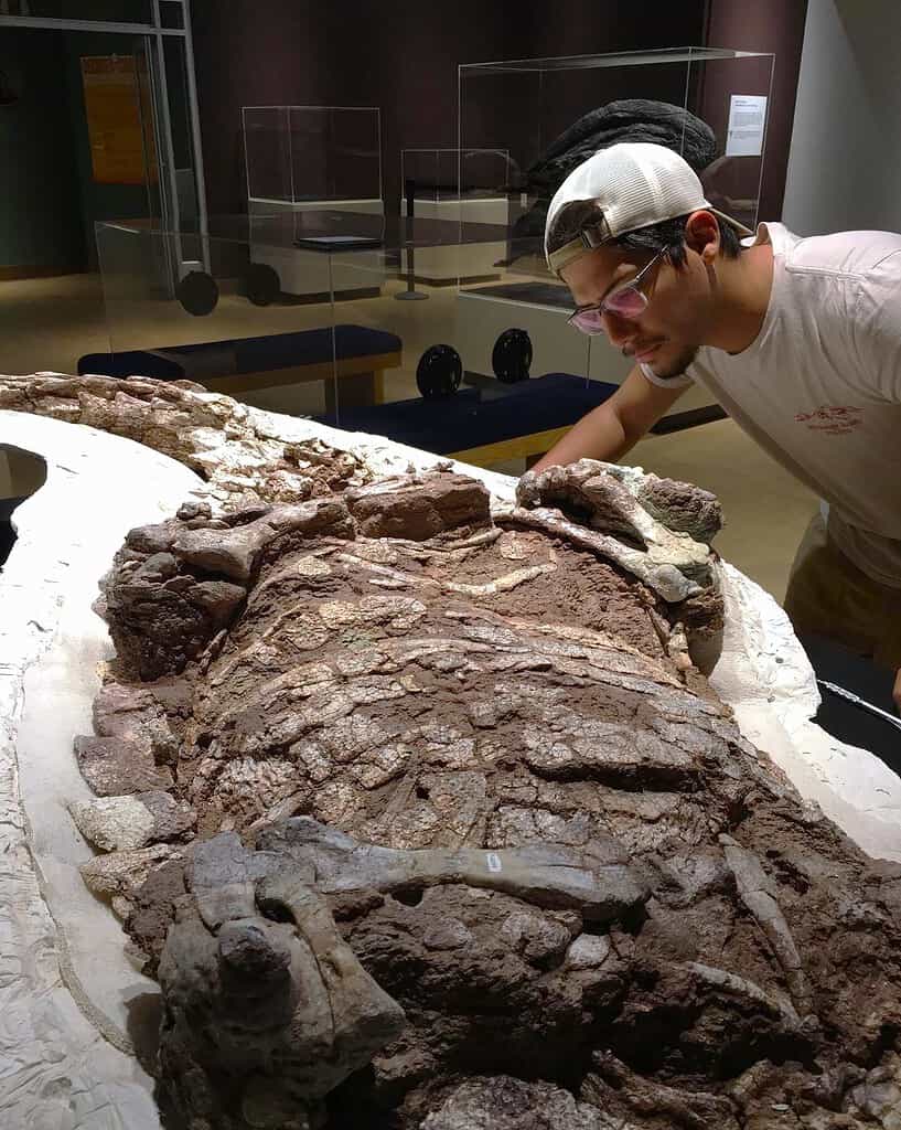 William Reyes, a doctoral student at the Jackson School of Geosciences, examines an aetosaur specimenon display at the New Mexico Museum of Natural History and Science. Credit: William Reyes - Newly Found 120-million-year-old Crocodile Ancestor Was Built Like A Tank