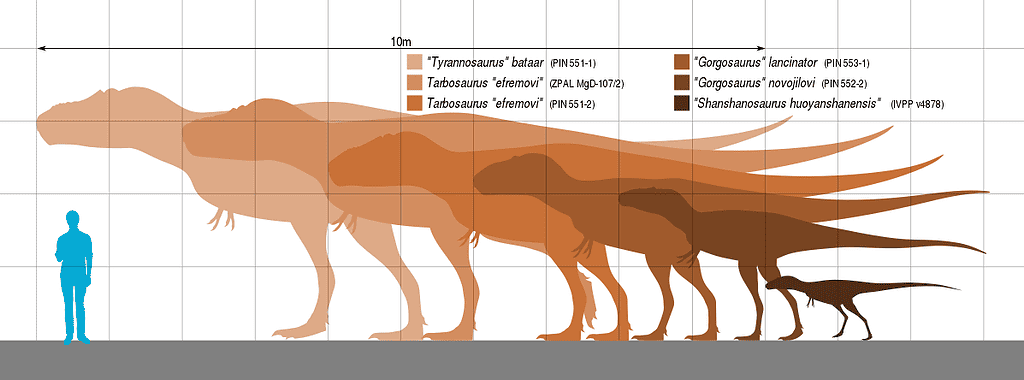 Tarbosaurus - human size comparison - Tarbosaurus: “Alarming Lizard”