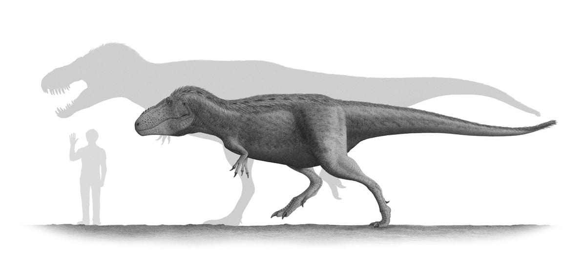 Two specimens of Tarbosaurus - human size comparison - Tarbosaurus: “Alarming Lizard”