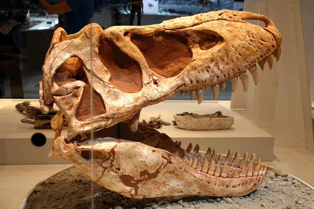 Museum cast of Tarbosaurus skull - Tarbosaurus: “Alarming Lizard”