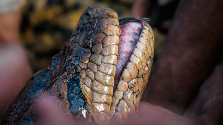 Eunectes akayima Head - “An Astounding 20 Feet Long”– Scientists Discover New Species Of Giant Snake In The Remote Amazon