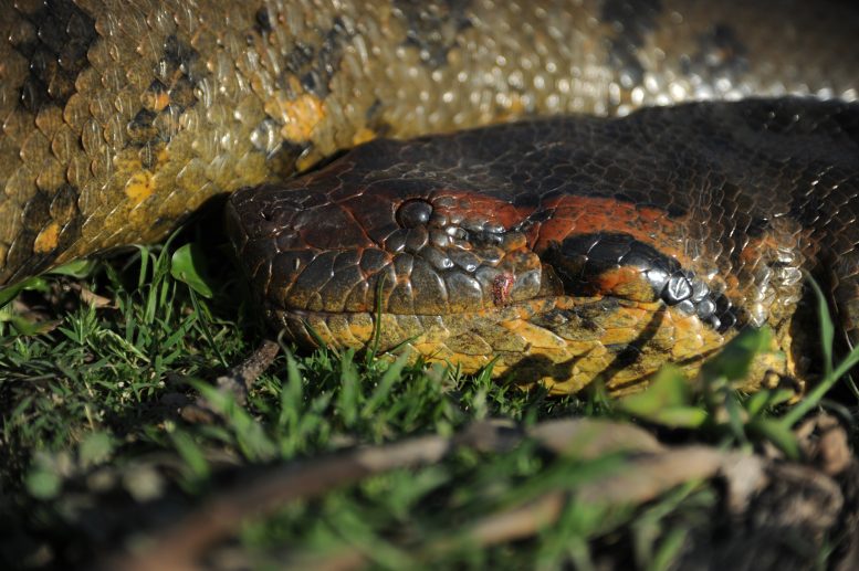 Eunectes akayima - “An Astounding 20 Feet Long”– Scientists Discover New Species Of Giant Snake In The Remote Amazon