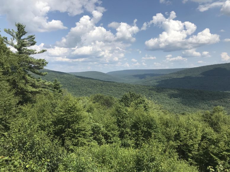 Trees on the Appalachian Ridge - Climate Change Is Causing Trees To Struggle To “Breathe”