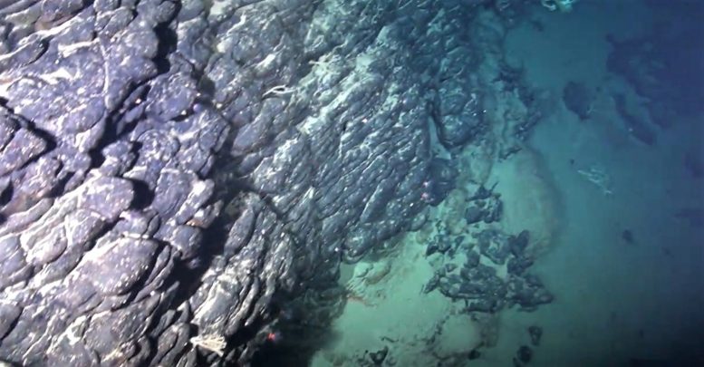Rio Grande Rise Samples 2018 Expedition - Scientists Have Discovered An Underwater Ancient Island Paradise In The South Atlantic Ocean