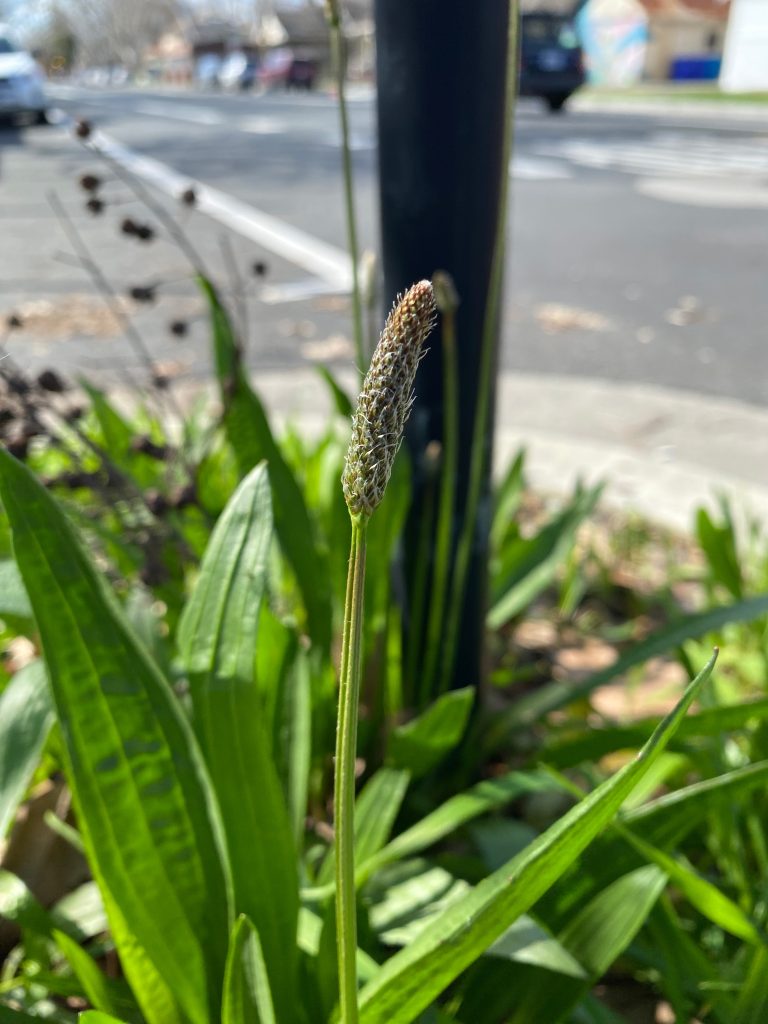 Ribwort Plantain Growing on a Neighborhood Street Corner - Invasive Time Bombs: Scientists Uncover Hidden Ecological Threat