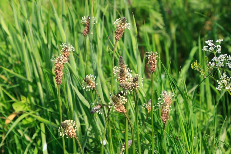 Ribwort Plantain - Invasive Time Bombs: Scientists Uncover Hidden Ecological Threat