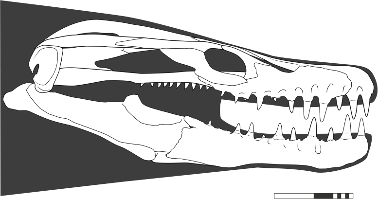 Khinjaria acuta Skull Reconstruction - Scientists Discover Nightmarish New Species Of Marine Lizard With Dagger-Like Teeth