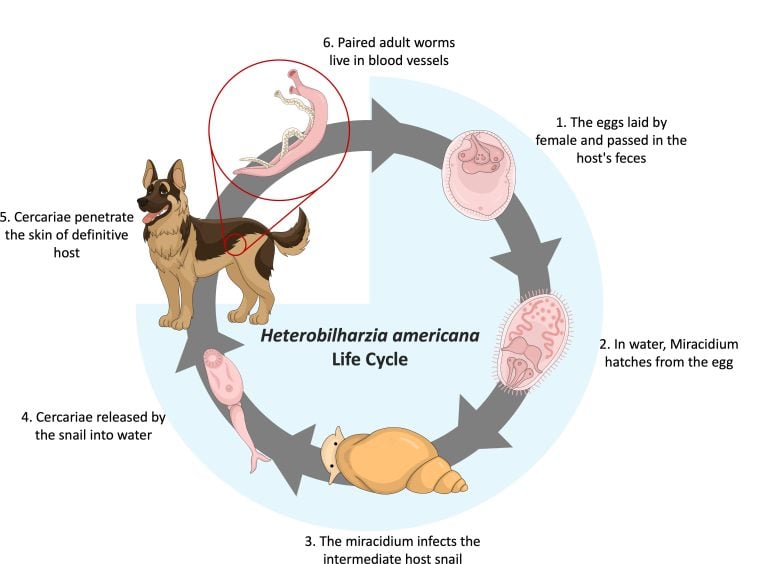 H. americanan Life Cycle - Pet Owners Beware: Dog-Killing Parasite Discovered In Southern California